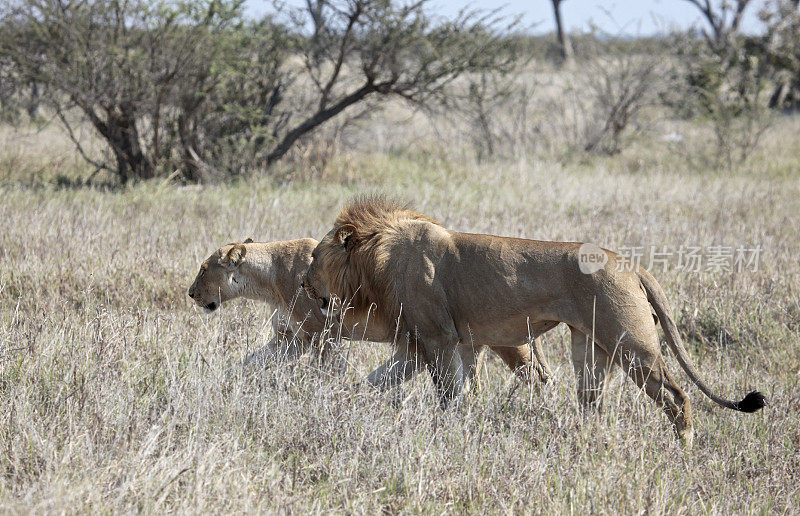 Thin Lion and Lioness during mating cycle